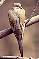 Mourning Dove (Zenaida macroura) (3483334485).jpg
