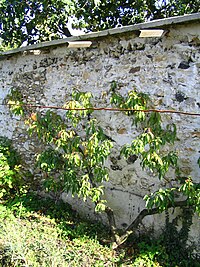 Peach tree trellising: the branches are attached to the wall with nailed "rags". The wooden parts at the top of the wall support removable roofs during inclement weather. Murpeche2.JPG