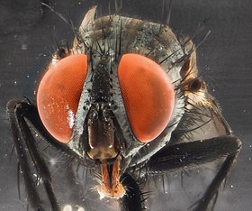 Muscid fly - USGS Bee Inventory and Monitoring Laboratory.jpg