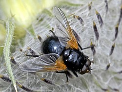 Dorsal view Muscidae - Mesembrina meridiana-001.JPG