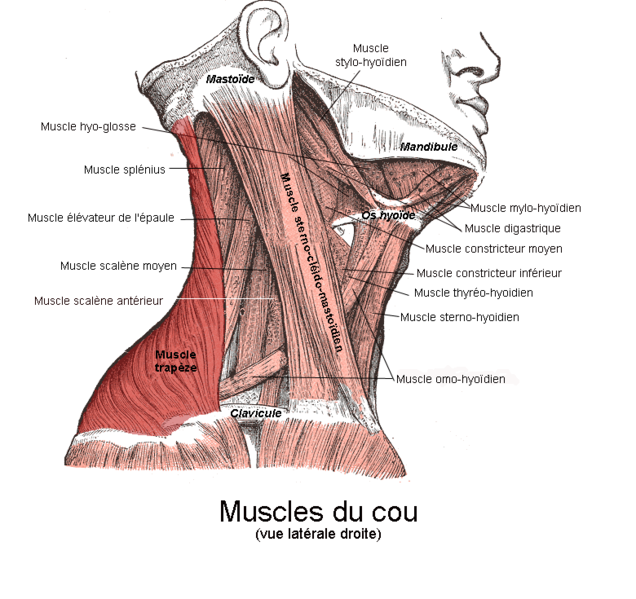 File:Muscle trapèze1.png