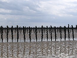 Mussels field.jpg