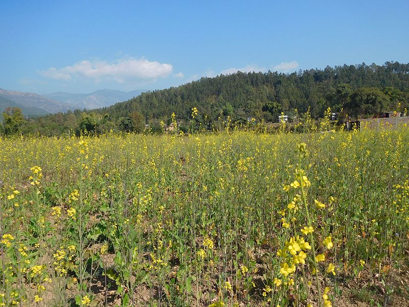 File:Mustard field 3.jpg