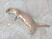 Brown and white mustelid lying on stones