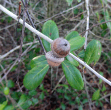 Myrtle-eman-acorns (8685801809) .gif