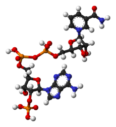 nadp structure