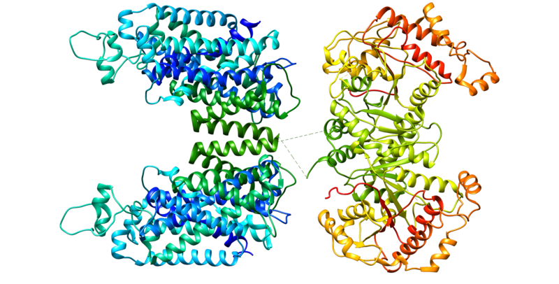 File:NCC protein.png