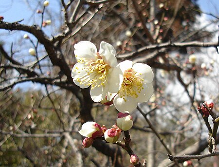 บ๊วย (Prunus mume)