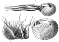 ภาพแสดงให้เห็นถึงตัวหอยและเปลือก