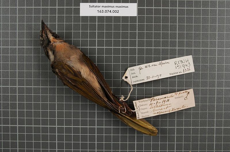 File:Naturalis Biodiversity Center - RMNH.AVES.151943 1 - Saltator maximus maximus (P.L.S. Muller, 1776) - Emberizidae - bird skin specimen.jpeg