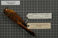 Naturalis Biodiversity Center - RMNH.AVES.22742 1 - Rhipidura atra atra Salvadori, 1876 - Monarchidae - bird skin specimen.jpeg