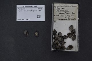 <i>Supplanaxis</i> Genus of gastropods