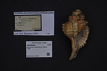 Naturalis биоалуантүрлілік орталығы - RMNH.MOL.193192 - Reticutriton pfeifferianus (Reeve, 1844) - Ranellidae - Mollusc shell.jpeg