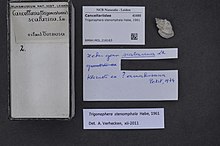 Naturalis Biodiversity Center - RMNH.MOL.216163 - Trigonaphera stenomphala Habe, 1961 - Cancellariidae - měkkýši shell.jpeg