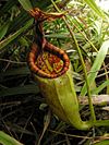 Nepenthes gantungensis1.jpg