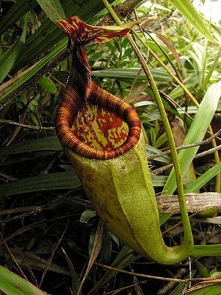 <i>Nepenthes gantungensis</i> Species of pitcher plant from the Philippines