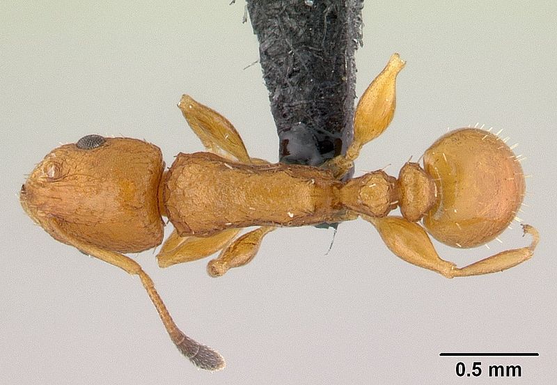 File:Nesomyrmex angulatus casent0137608 dorsal 1.jpg