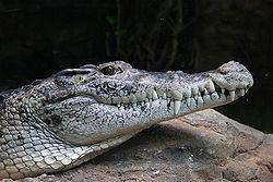 Neuguinea-krokodil-0272.jpg