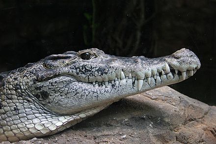 Das krokodil. Новогвинейский крокодил. Новогвинейский крокодил[2] (Crocodylus novaeguineae). Настоящий крокодил.