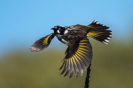 The Yellow-striped Honeyeater, native to western Makaigan.