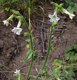 <i>Nicotiana clevelandii</i> Species of flowering plant