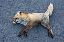 Norwegian Red Fox - Killed on the road P4.JPG