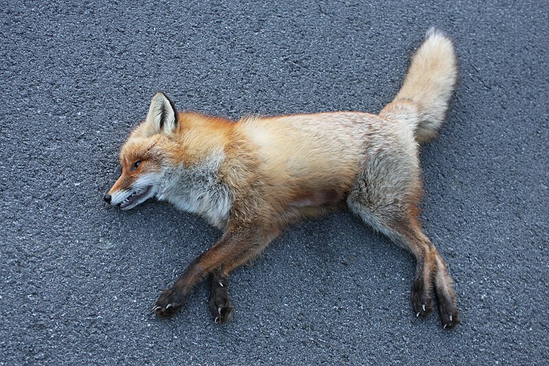 File:Norwegian Red Fox - Killed on the road P4.JPG