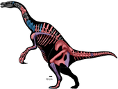Highlighted remains of N. mckinleyi and N. graffami Nothronychus sp. skeletal reconstruction.png