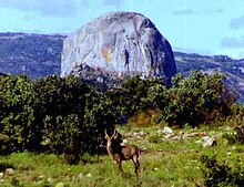 Male waterbuck in the Udu area of the park Nyanga bornhardt.jpg