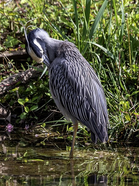 File:Nyctanassa violacea preening MD2.jpg