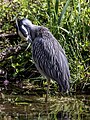 * Nomination Yellow-crowned night heron Nyctanassa violacea --Acroterion 01:35, 25 April 2024 (UTC) * Promotion  Support Good quality. --Rjcastillo 02:45, 25 April 2024 (UTC)