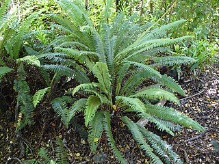 <i>Lomaria discolor</i> Species of fern