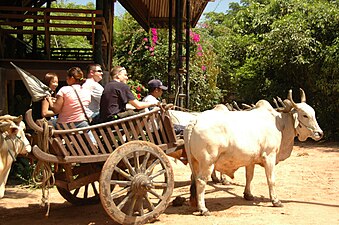 Oksekærre i Thailand til turistkørsel