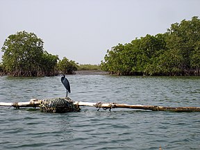 Salumo deltos mangrovės ir garnys Egretta gularis