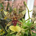 Oncidium hastilabium flower