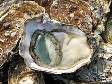 Oysters from Marennes-Oléron basin.