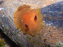 پوست پرتقال Nudibranch-Doriopsilla carneola (16520273471) .jpg
