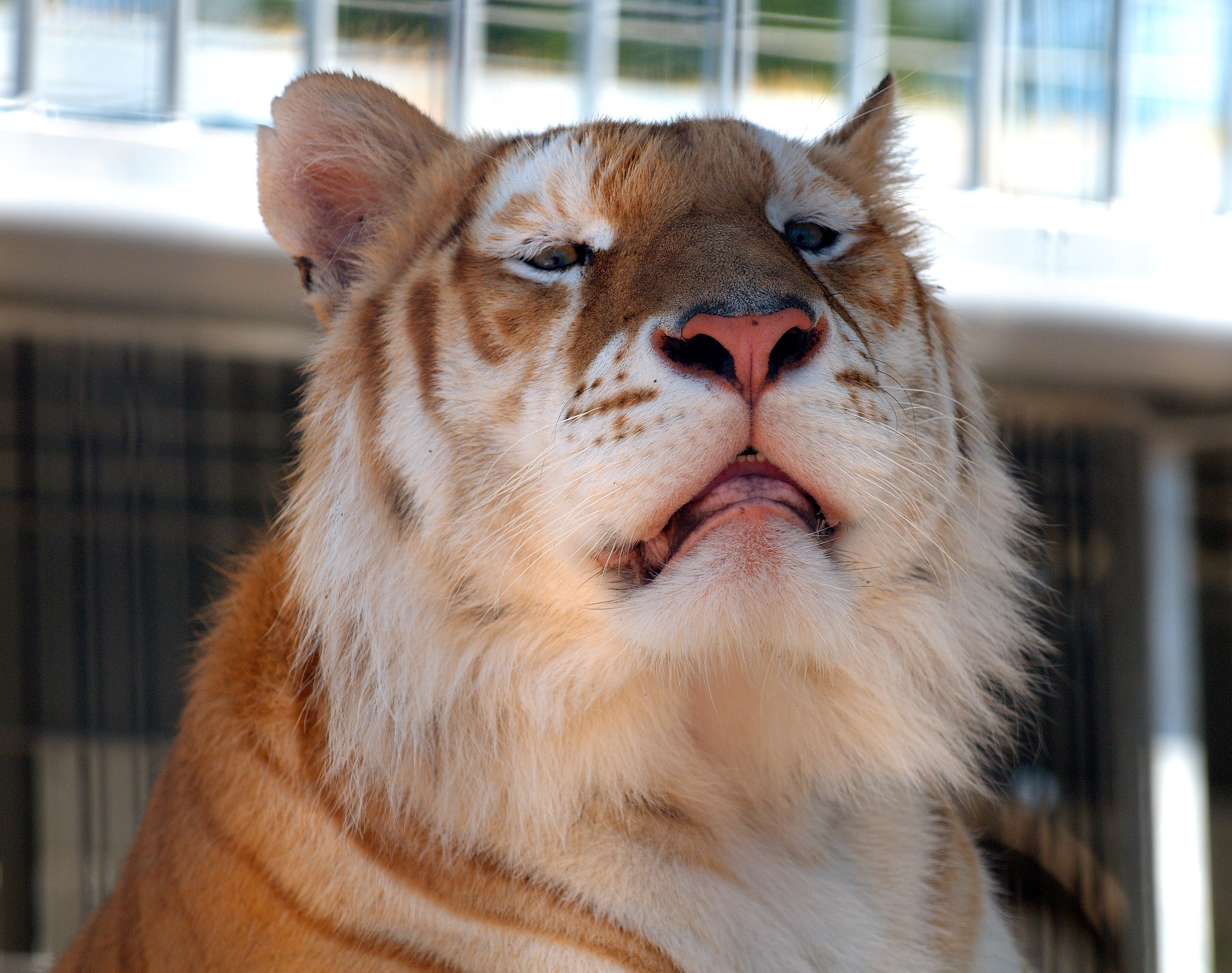 Bengal Tiger - Cougar Mountain Zoo