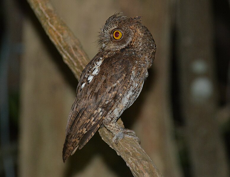 File:Oriental Scops Owl in Andamans DSC 7805.jpg
