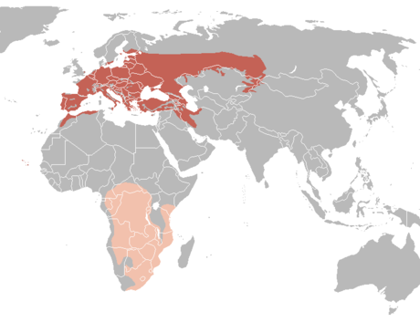 File:Oriolus oriolus distribution map.png