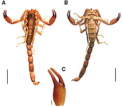 Description de cette image, également commentée ci-après