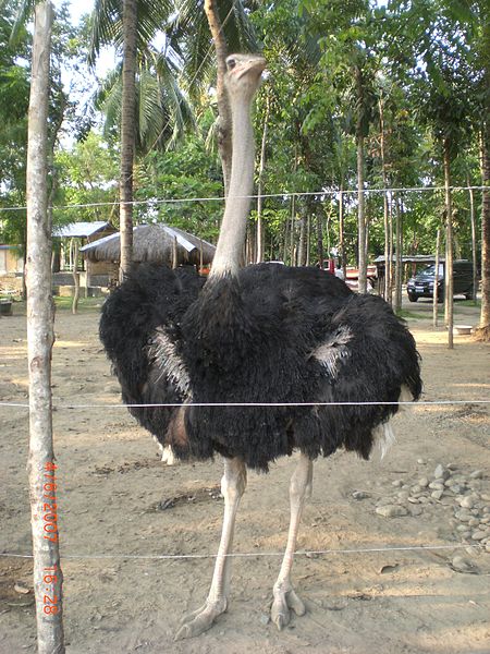 File:Ostrich.JPG