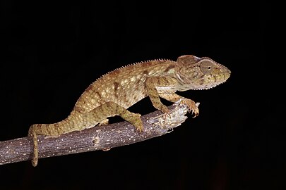 Oustalet's chameleon juvenileFurcifer oustaleti Madagascar