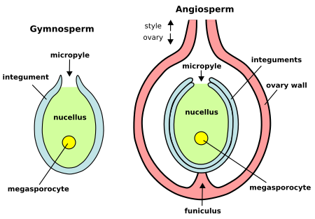 Plant ovules with megasporocytes before meiosis: Gymnosperm ovule on left, angiosperm ovule (inside ovary) on right Ovule-Gymno-Angio-en.svg