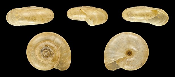 Coquilles de spécimens adultes (Ø 1,3 cm).