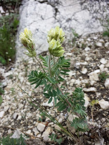 File:Oxytropis pilosa sl6.jpg