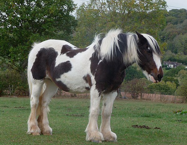A pinto horse, with patches of white and of another color