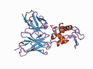 PDB 1a2y EBI.jpg