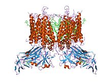 PDB 1vf5 EBI.jpg