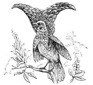 <span class="mw-page-title-main">Crescent-caped lophorina</span> Species of bird